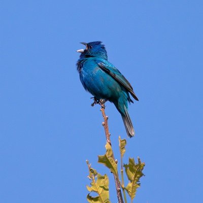 Yoon Jiyoung Blue bird Cover