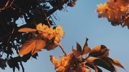 ALEPH Good bye blue days Cover